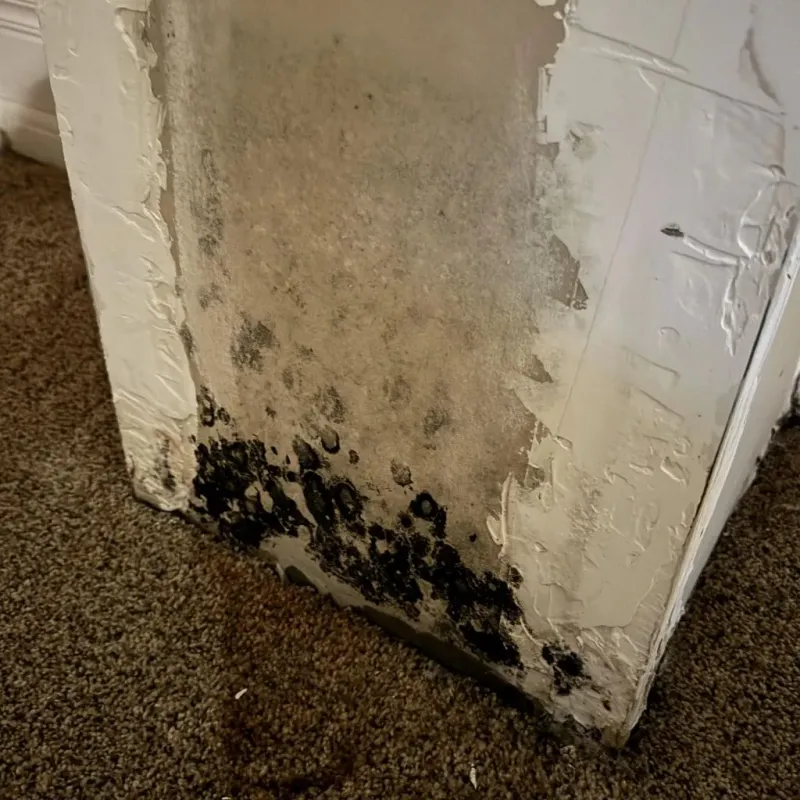 Professional Mold Removal in Carrboro, NC